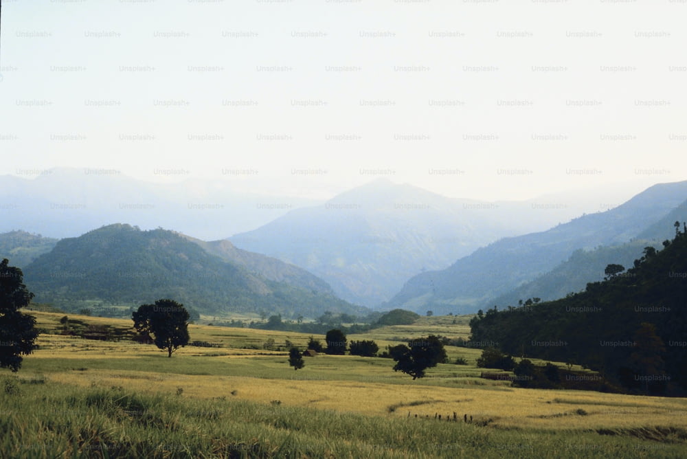 Un champ herbeux avec des montagnes en arrière-plan