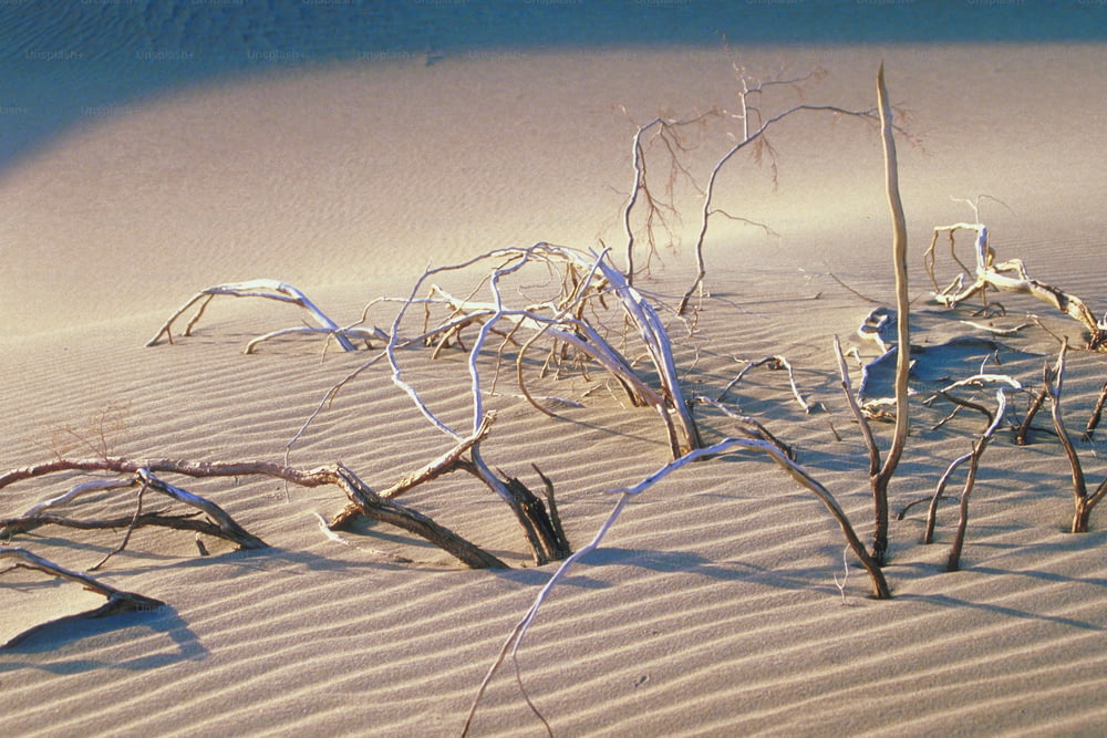 um grupo de árvores que estão na areia