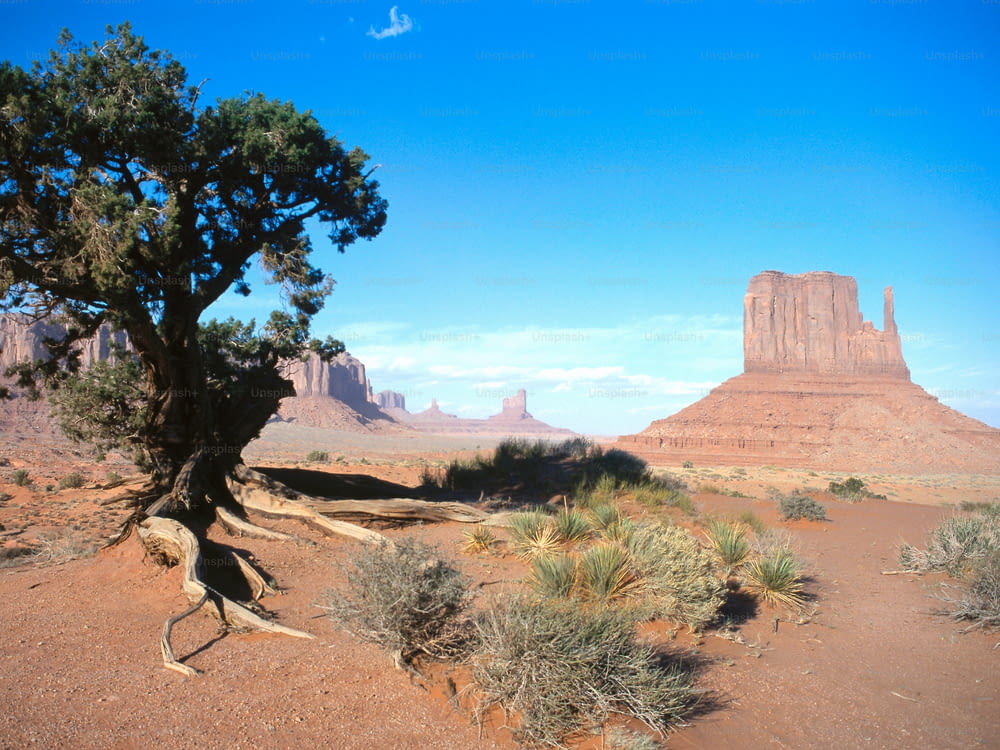 a tree in the desert with a mountain in the background