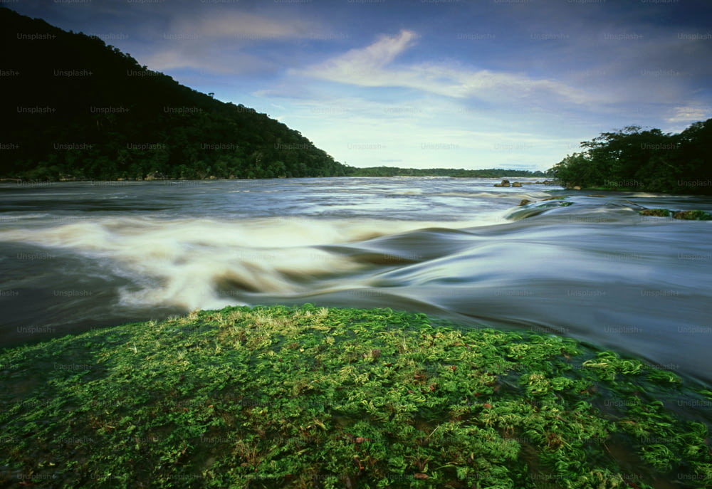 a body of water surrounded by lush green vegetation