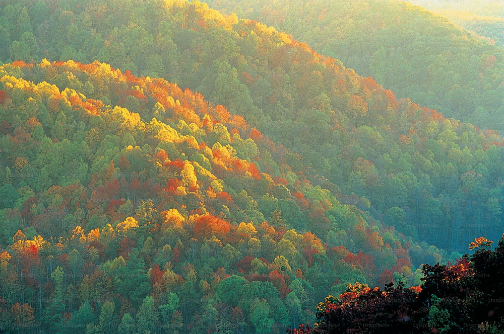 uma montanha coberta de muitas árvores coloridas
