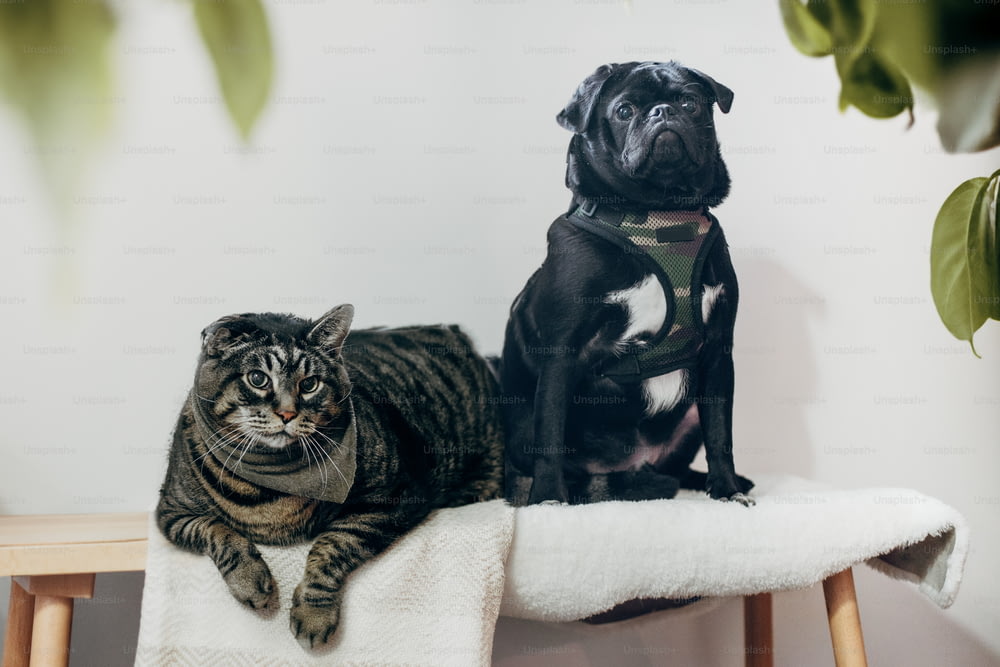 Un gatto e un cane seduti su una sedia