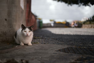 um gato preto e branco sentado em uma calçada
