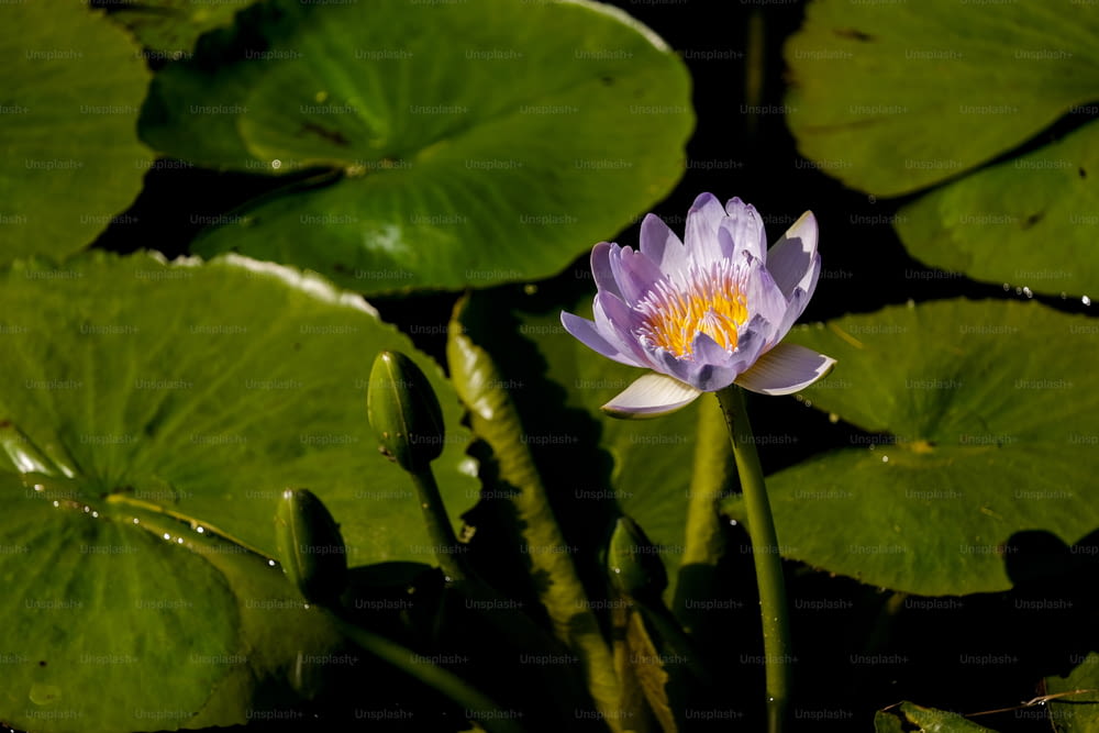 緑の葉に囲まれた池の紫色の睡蓮