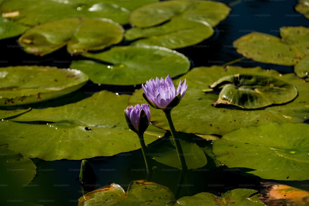 ユリのパッドに囲まれた池の2つの紫色の睡蓮