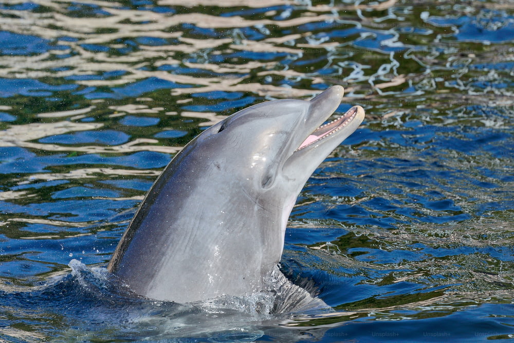 a dolphin swimming in the water with its mouth open