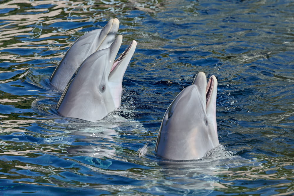 three dolphins are swimming in the water together