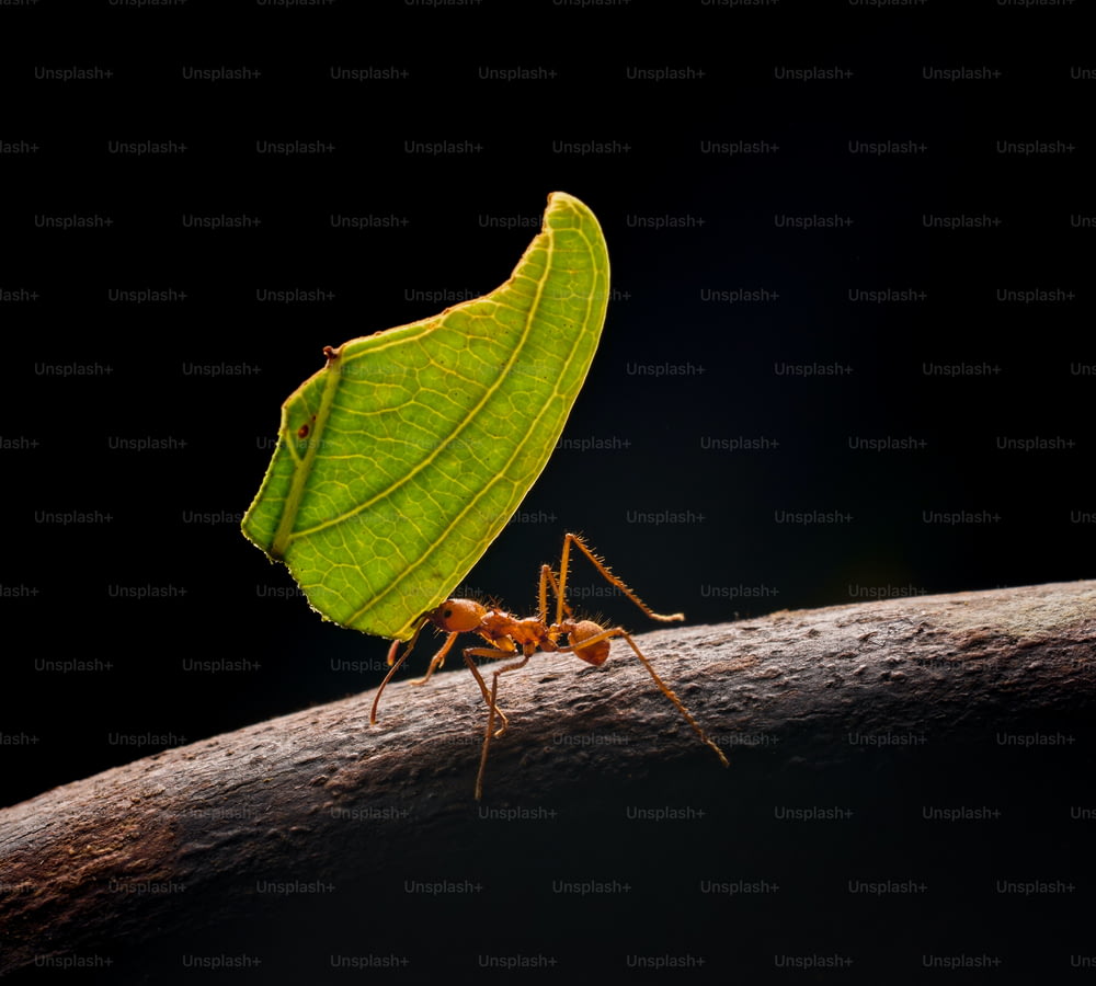 Un gran insecto verde sentado encima de una hoja