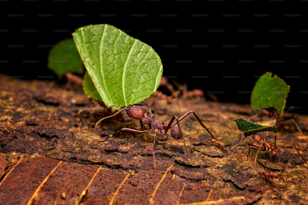 Un grupo de hormigas caminando a lo largo de un suelo cubierto de hojas