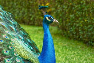a peacock with its feathers spread out in the grass