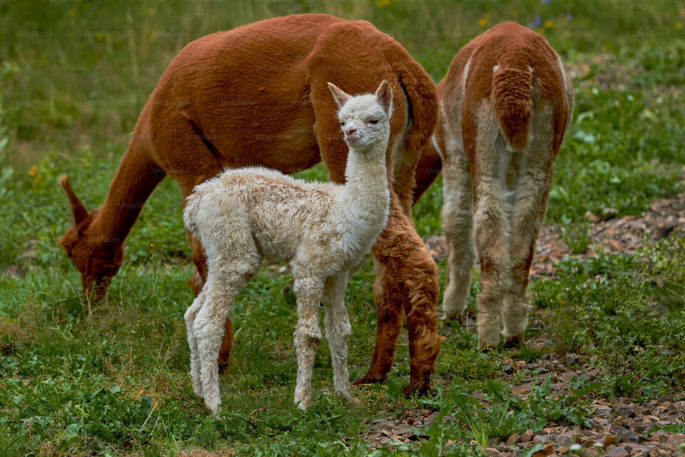a mother llama and her two babies grazing in a field