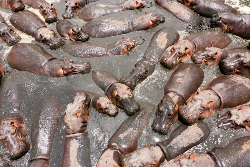 a group of hippopotamus laying on top of a body of water