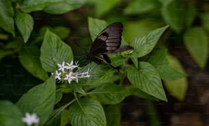 uma borboleta preta e marrom sentada em uma flor branca
