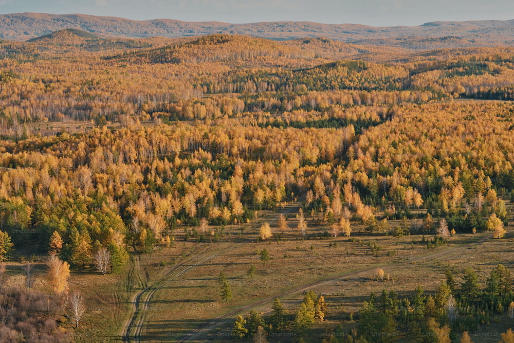 an aerial view of a forest with yellow trees