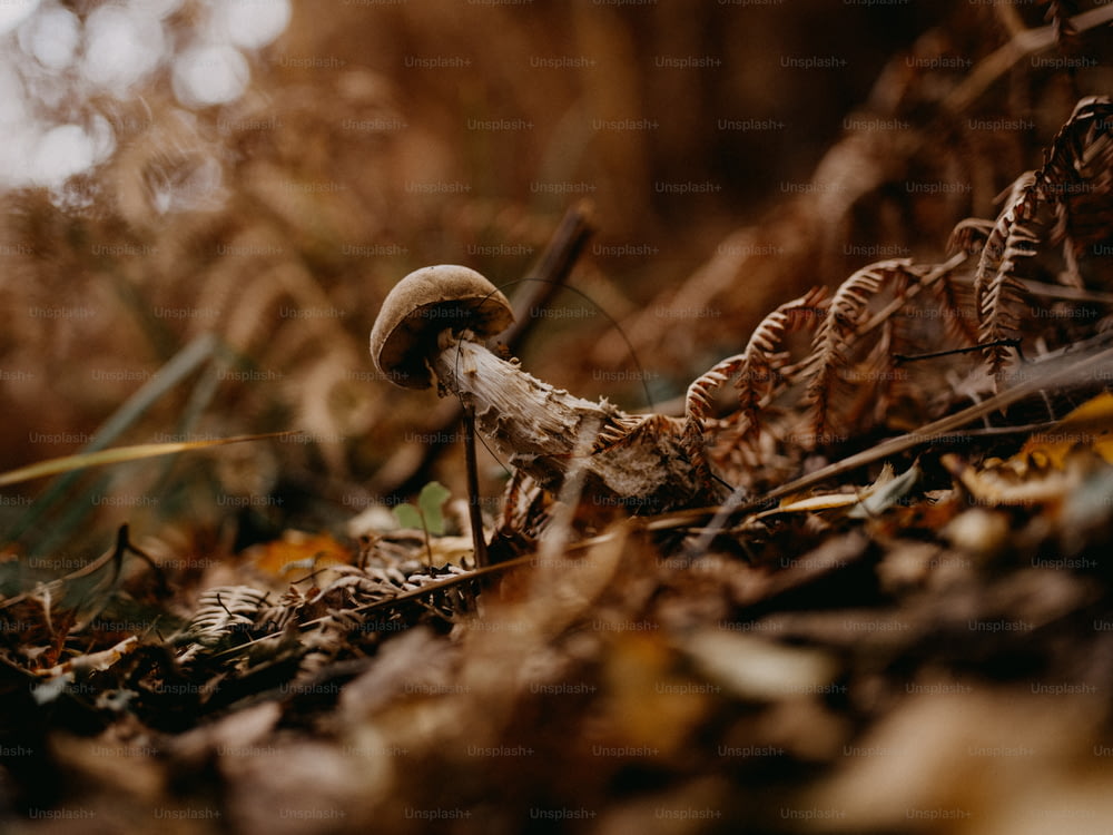 ein Pilz, der im Wald auf dem Boden sitzt
