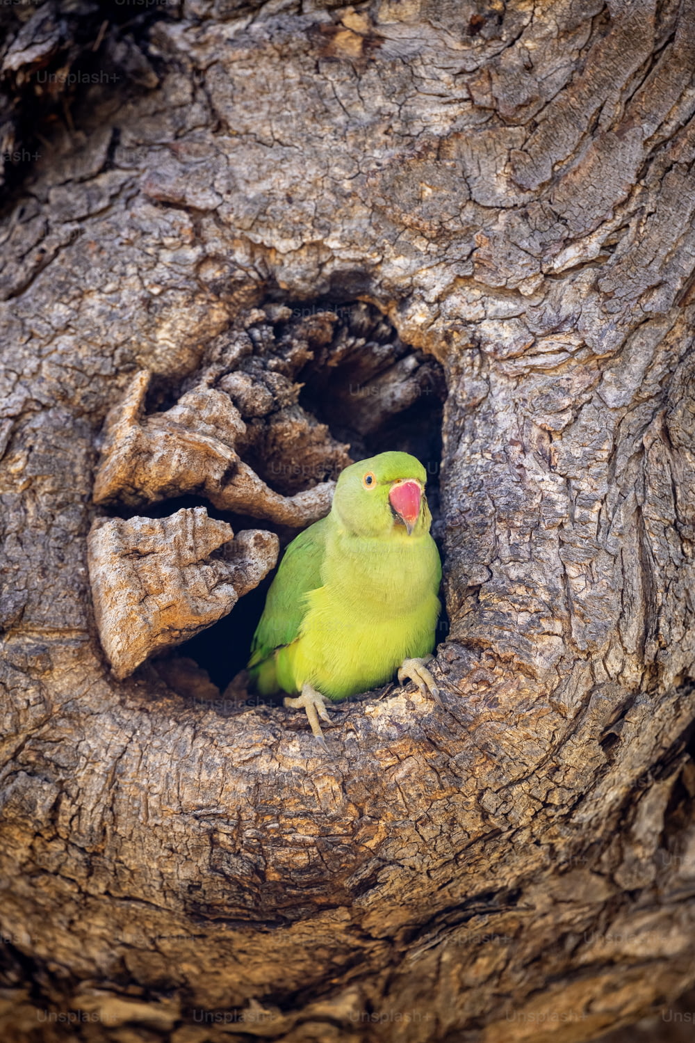 un uccello verde seduto in una cavità in un albero