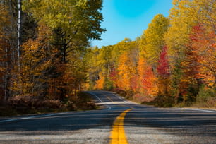 uma estrada cercada por árvores com folhas amarelas e vermelhas