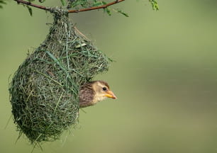 Ein Vogel hängt kopfüber an einem Nest