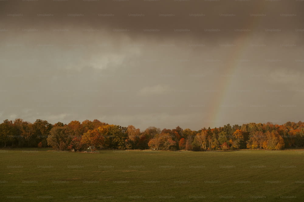 ein Regenbogen am Himmel über einer grünen Wiese