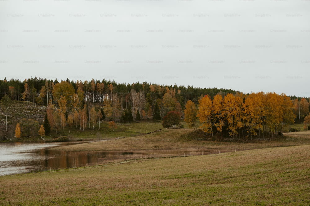 a field with a lake and trees in the background
