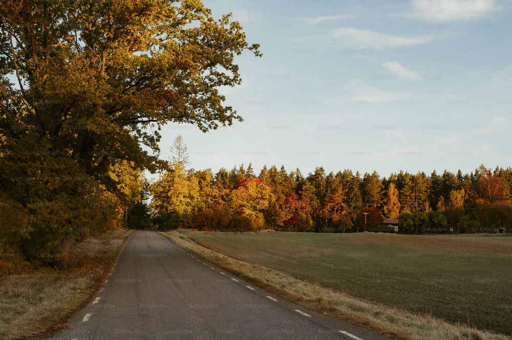 a rural road with trees in the background