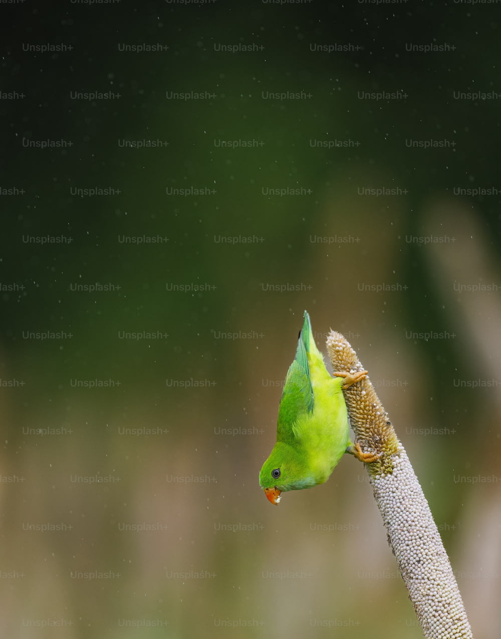 a green bird perched on top of a plant