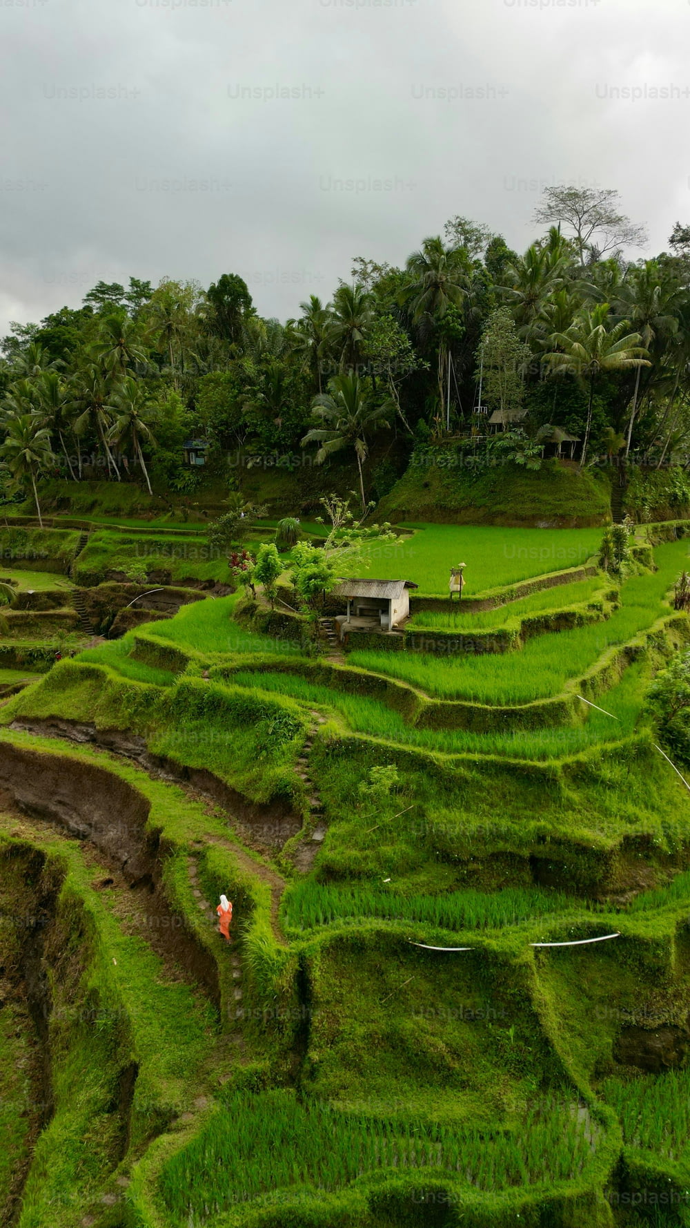 A vertical aerial view of a person climbing up the Tegallalang Rice Terrace in Bali, Indonesia
