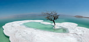 A beautiful shot of a dry tree growing on the salt island in the Dead Sea