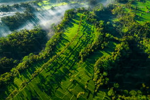 Uma foto aérea de campos de arroz em Bali, Indonésia