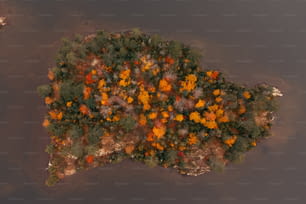 Luftaufnahme einer mit Bäumen bewachsenen Insel im Wasser