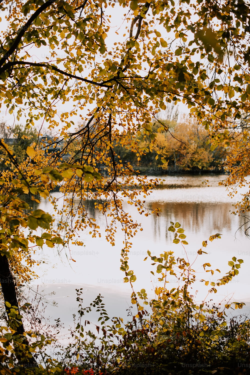 un lac entouré d’arbres aux feuilles jaunes