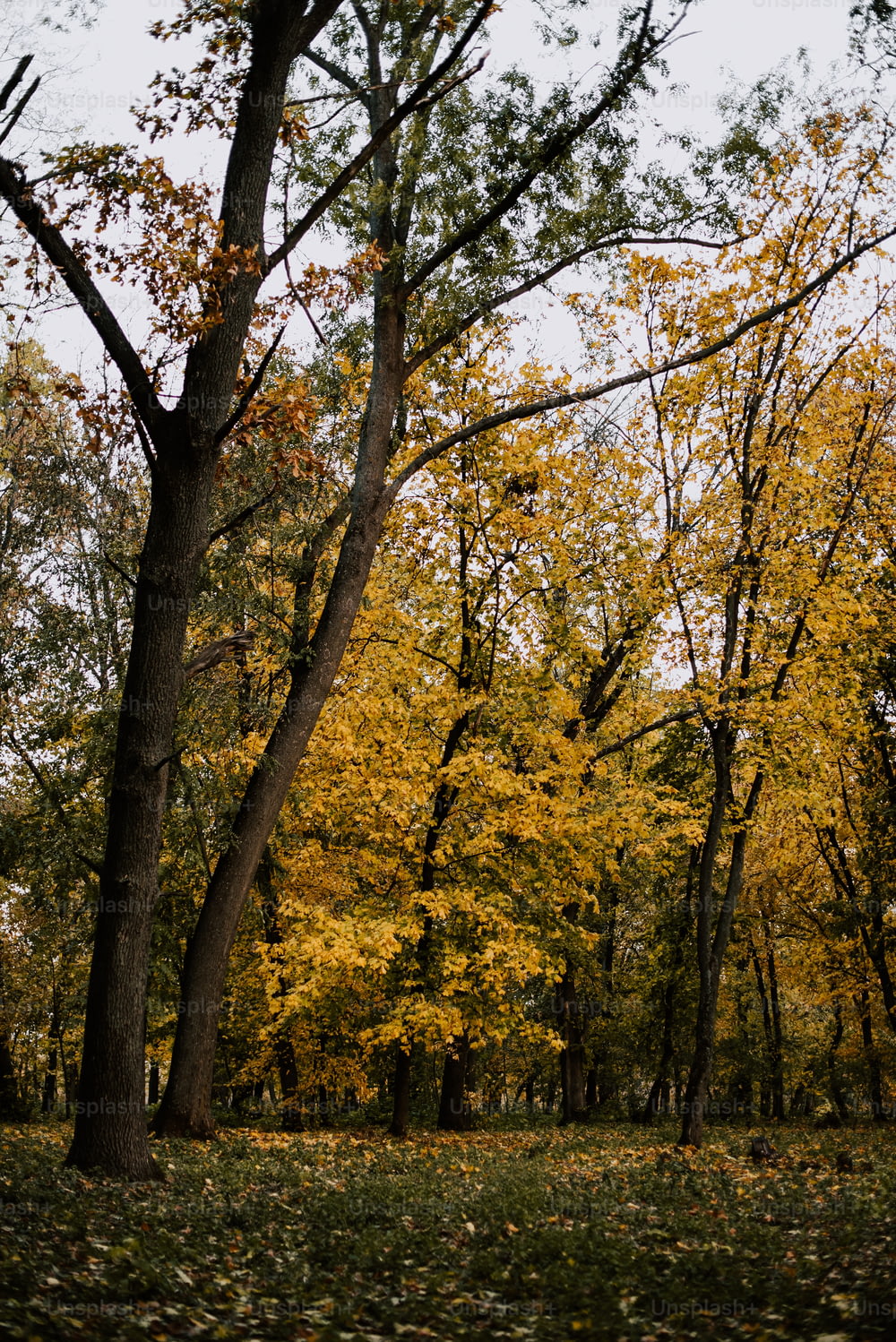 un groupe d’arbres avec des feuilles jaunes sur le sol