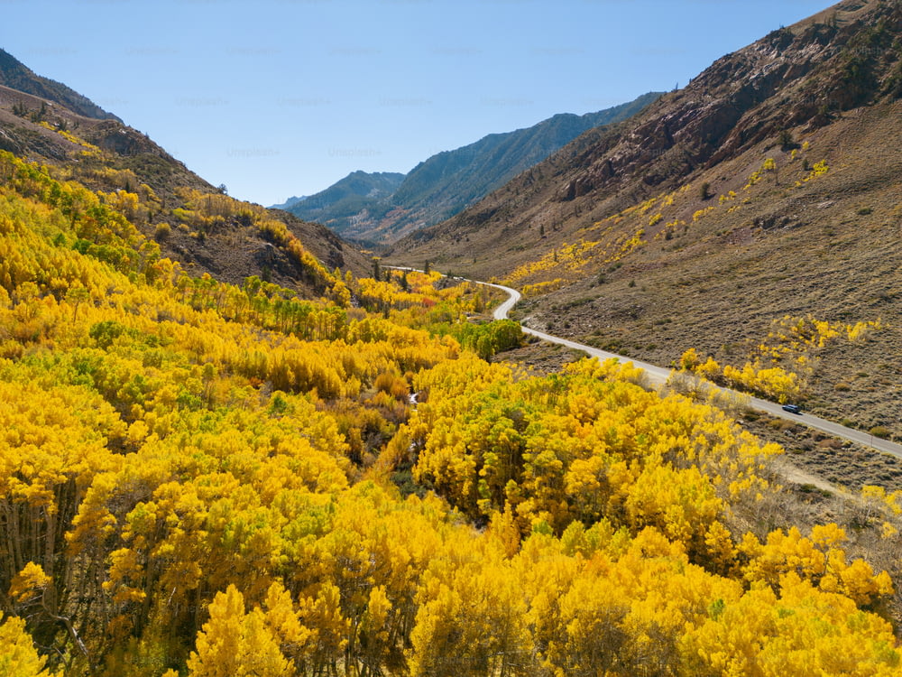 eine kurvenreiche Straße, umgeben von gelben Bäumen in den Bergen