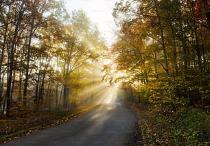 the sun shines through the trees on a road