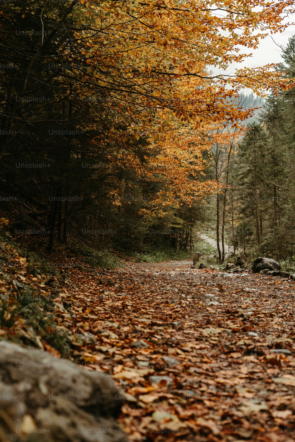 une route couverte de feuilles au milieu d’une forêt