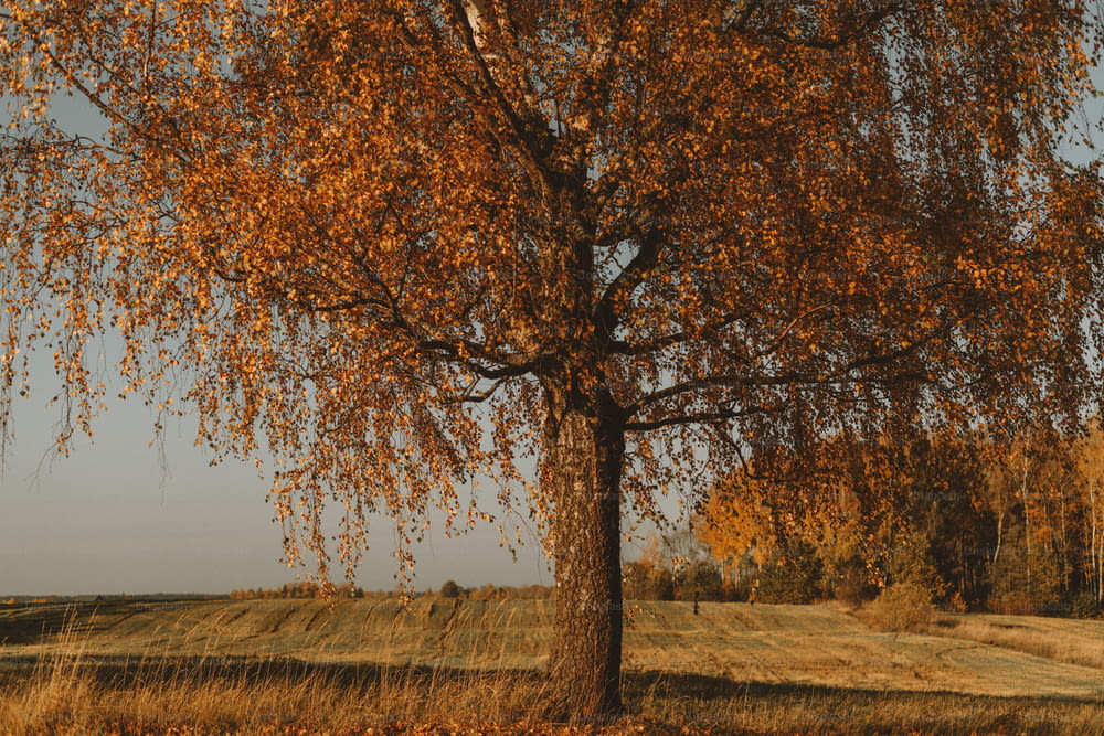 ein Baum mit gelben Blättern auf einem Feld