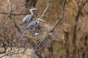 ein paar Vögel sitzen auf einem Nest
