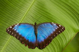uma borboleta azul sentada em cima de uma folha verde