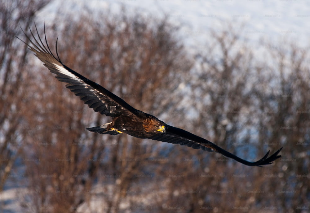 a large bird flying over a snow covered forest