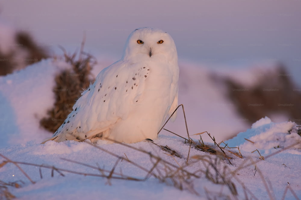 a white owl is sitting in the snow