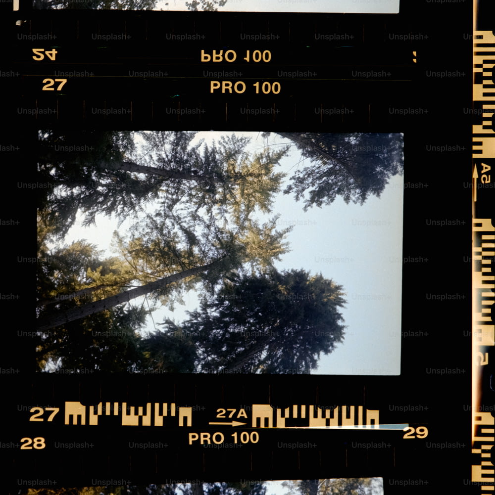 地上から撮影した木の写真