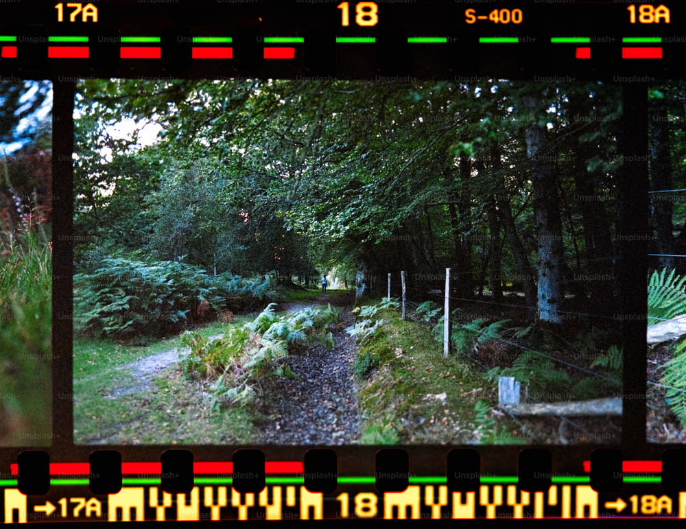 森の中の小道の写真