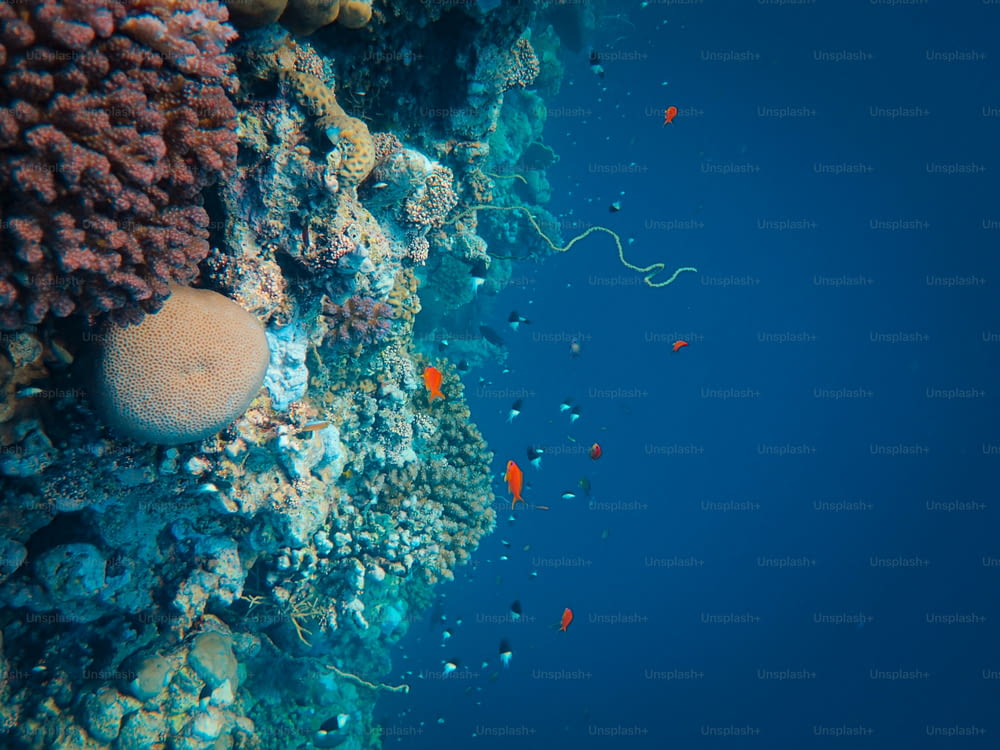 an underwater view of a coral reef with small fish