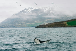 Uma baleia jubarte mergulha na água com uma montanha ao fundo
