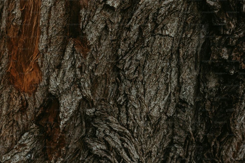 Eine Nahaufnahme der Rinde eines Baumes