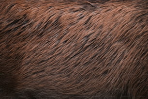 a close up of a brown bear's fur