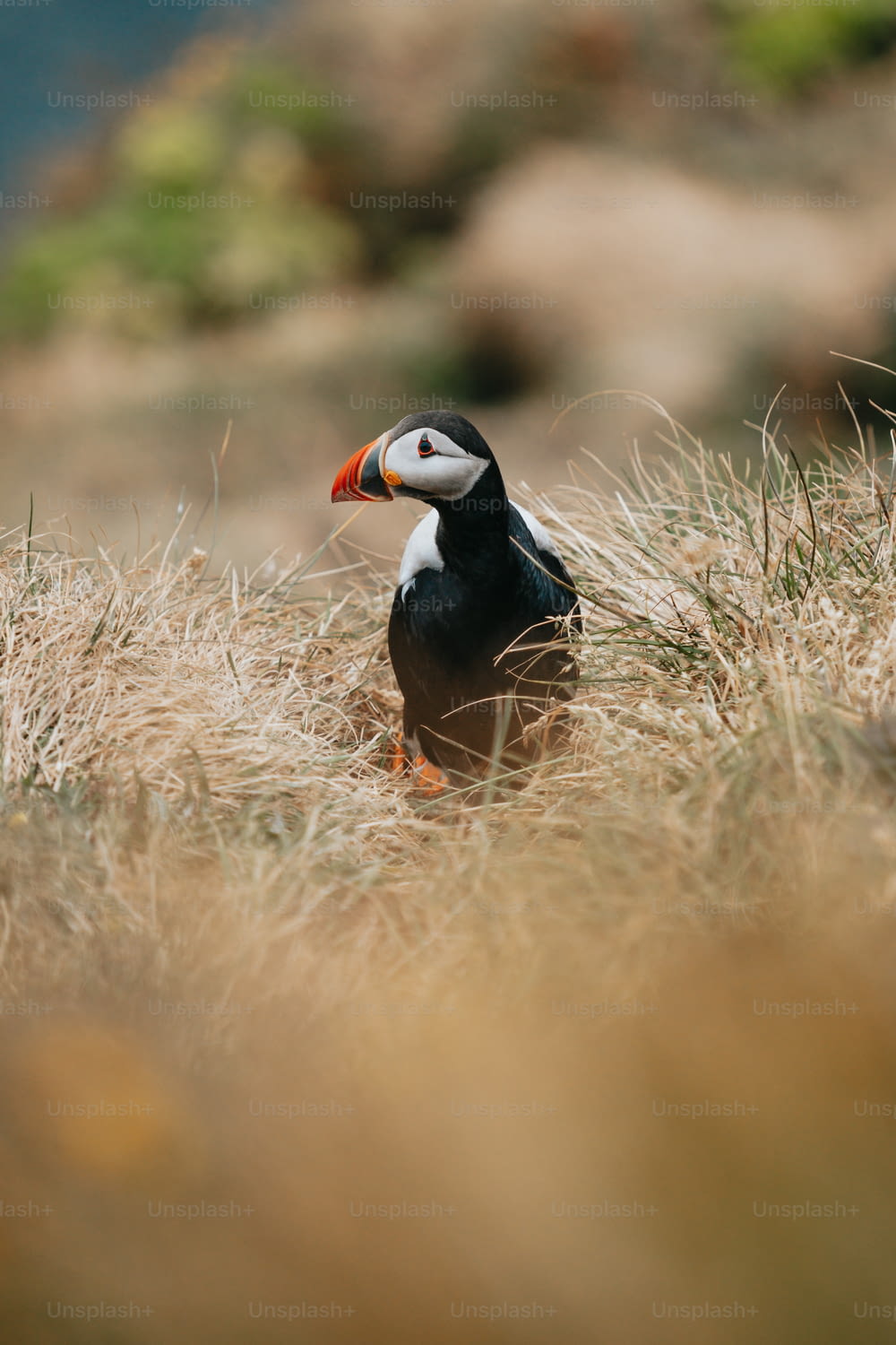 um pássaro inchado em pé em um campo de grama seca