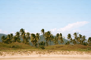 um grupo de palmeiras sentado no topo de uma praia de areia