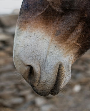 a close up of a brown and white horse's face