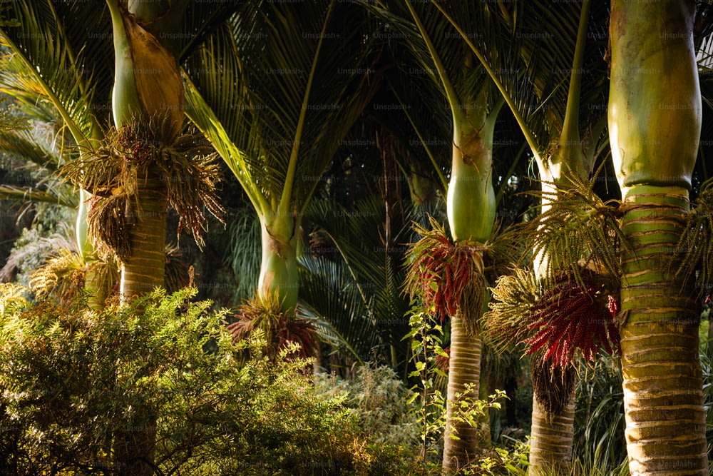 a group of palm trees in a forest